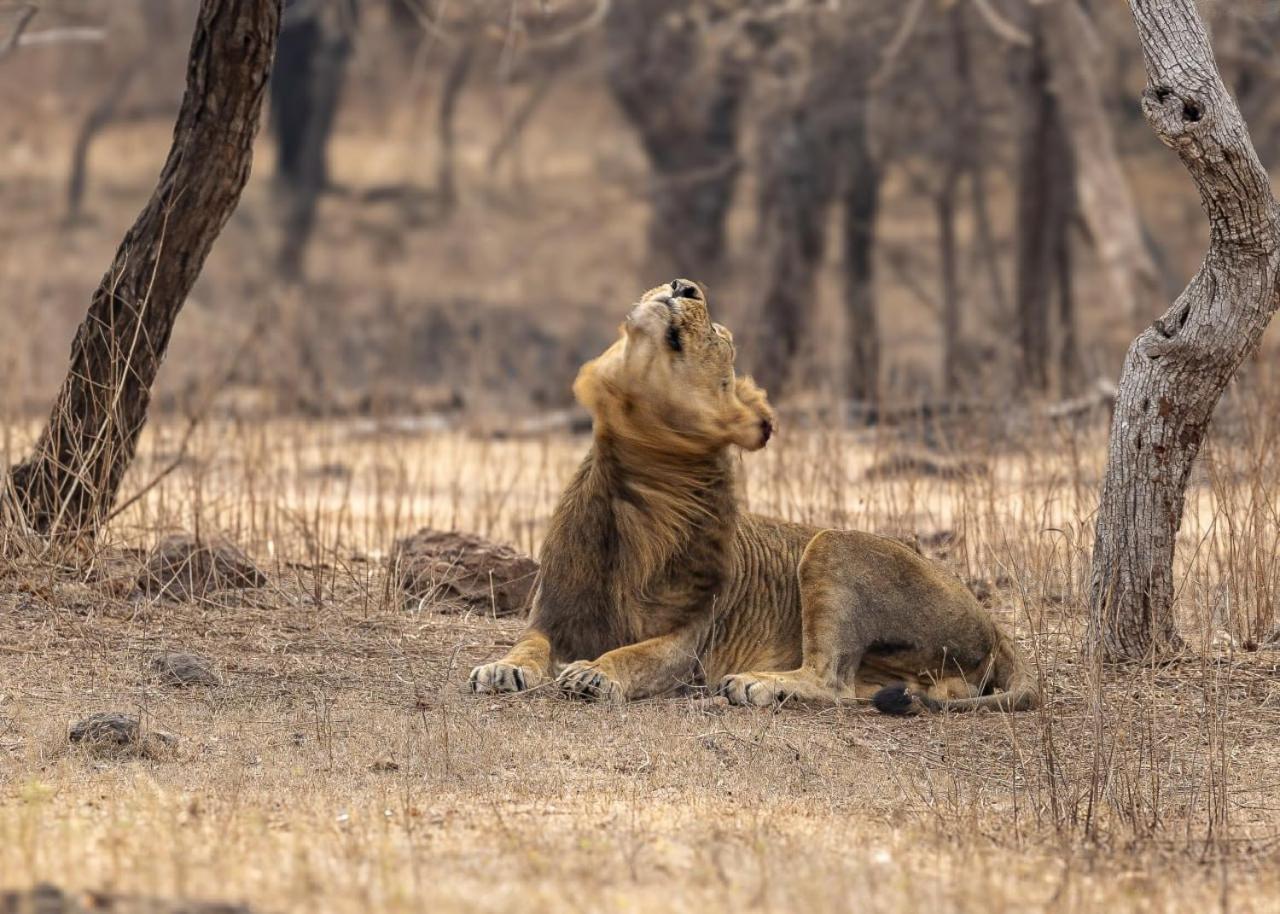 Gir Birding Lodge Гирский лес Экстерьер фото