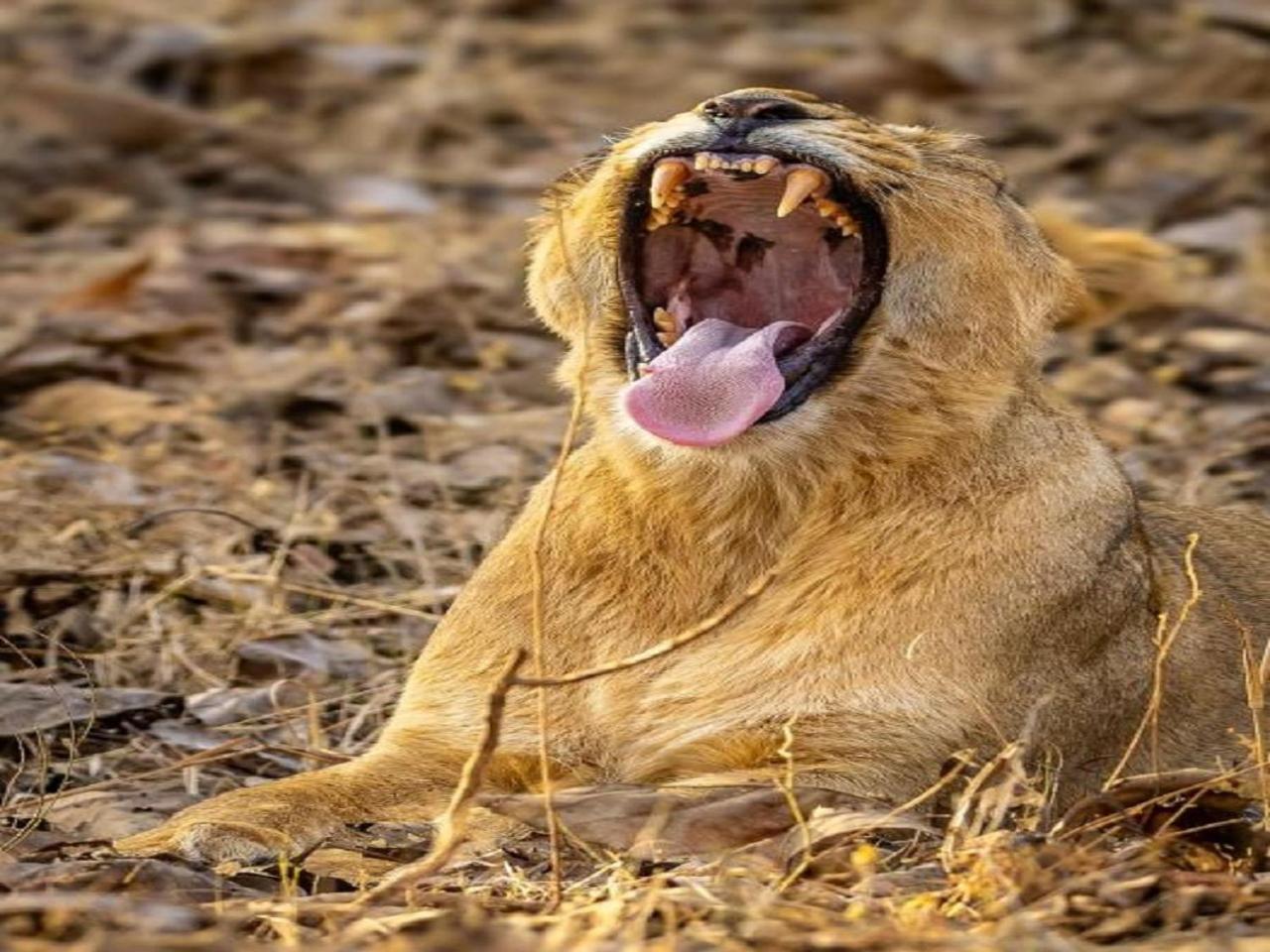 Gir Birding Lodge Гирский лес Экстерьер фото
